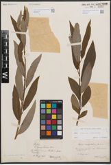 Foto von Salix cinerea L. x Salix viminalis L.